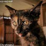 Merl Kuhic Profile Picture