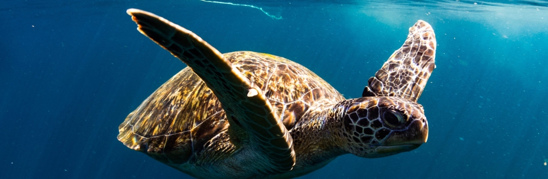 Phuket Dive Center Cover Image